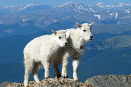 Two Kid Goats | Rocky Mountains Photography Poster | Animal Wall Art - Photography Poster