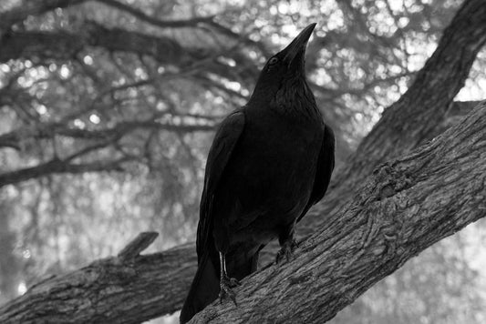 Black Raven on a Branch | Black and White Photography | "Visualize Fear" Moody Poster - Photography Poster