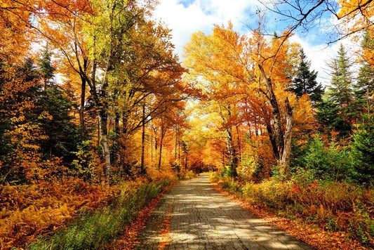 Autumn Road in New Hampshire | Fall Foliage Photography | Nature Landscape Poster - Photography Poster