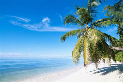 Palm Tree on a Paradise Beach | Tropical Photography Print | Ocean Scenery Poster - Photography Poster