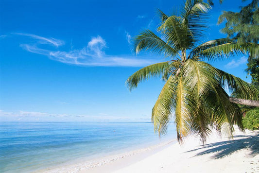 Palm Tree on a Paradise Beach | Tropical Photography Print | Ocean Scenery Poster - Photography Poster