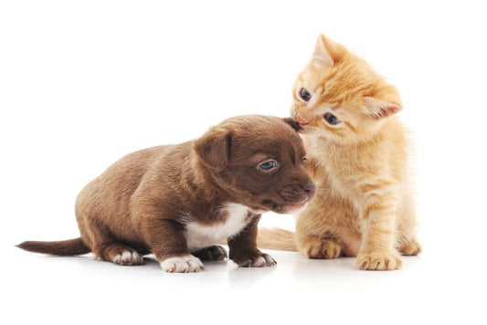 Cute Kitten and Puppy Cuddling | Loving Animals Photography | Pet Friendship Poster - Photography Poster