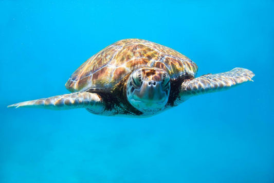 Sea Turtle Close Up | Underwater Photography Print | Marine Life Poster - Photography Poster