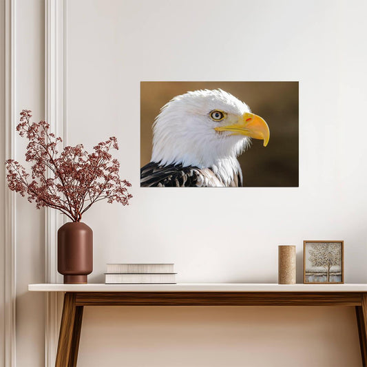 Bald Eagle Portrait | American Wildlife Photography | Bird of Prey Poster - Photography Poster