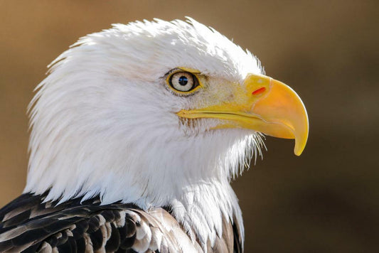 Bald Eagle Portrait | American Wildlife Photography | Bird of Prey Poster - Photography Poster