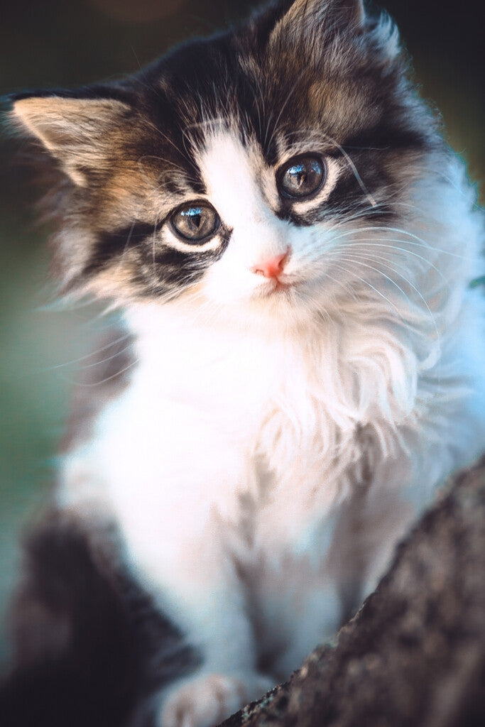 Adorable Kitten Sitting on a Tree Branch | Animal Portrait Photography | Cat Poster - Photography Poster