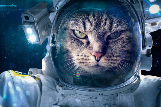 Astronaut Cat in Space | Funny Animal Portrait | Sci-Fi Humor Poster - Graphic & Art Poster