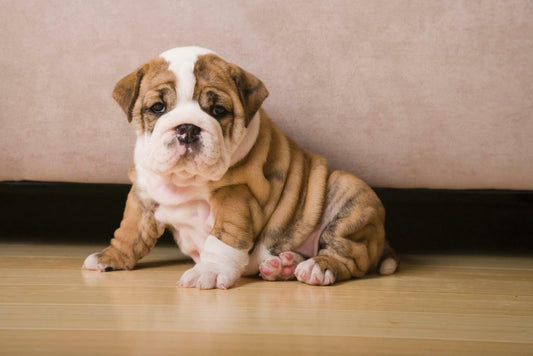 English Bulldog Puppy Photo | Cute Dog Portrait | Animal Wall Art Poster - Photography Poster