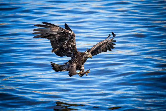 Bald Eagle in Flight Photo | American Wildlife Photography | Nature Wall Art Poster - Photography Poster