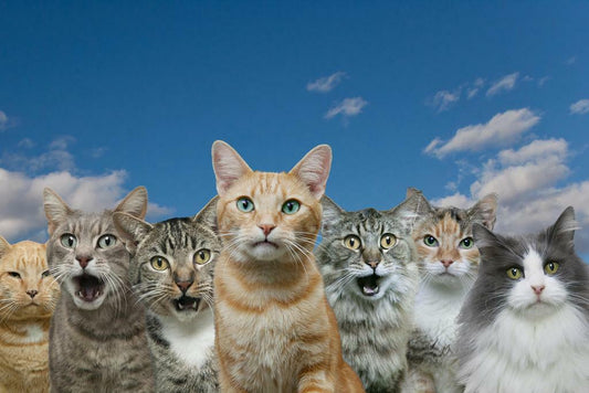 Two Curious Cats | Funny Animal Photography | Humorous Pet Poster - Photography Poster
