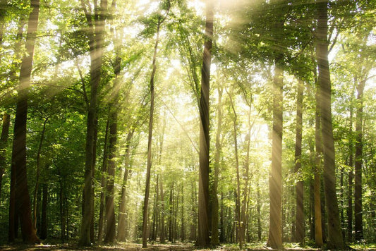 Sunrays Through Forest Trees Photo | Nature Photography | Woodland Landscape Poster - Photography Poster