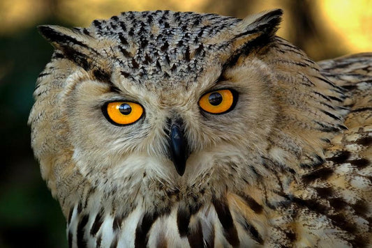Eurasian Eagle Owl Close Up | Bird of Prey Photography | Wildlife Poster - Photography Poster