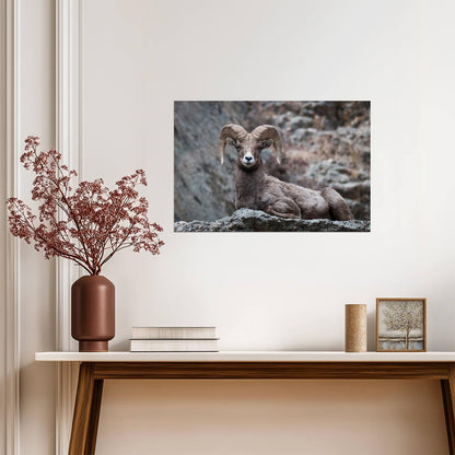 Eyes On You Bighorn Sheep | Rocky Mountains Wildlife Photography Poster - Photography Poster
