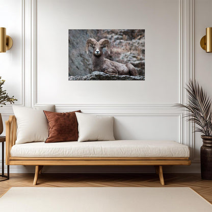 Eyes On You Bighorn Sheep | Rocky Mountains Wildlife Photography Poster - Photography Poster