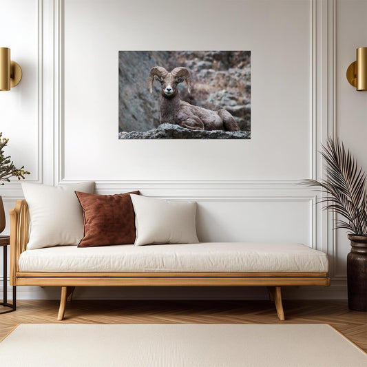 Eyes On You Bighorn Sheep | Rocky Mountains Wildlife Photography Poster - Photography Poster