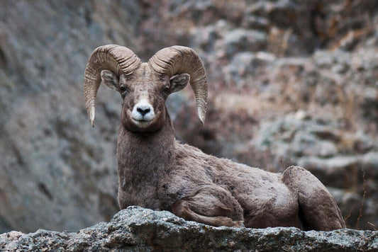 Eyes On You Bighorn Sheep | Rocky Mountains Wildlife Photography Poster - Photography Poster
