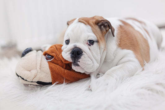 English Bulldog Puppy Laying on a Toy | Pet Photography | Cute Dog Poster - Photography Poster
