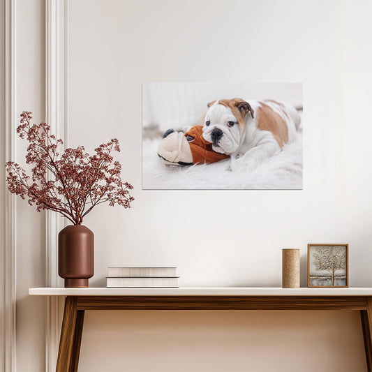 English Bulldog Puppy Laying on a Toy | Pet Photography | Cute Dog Poster - Photography Poster