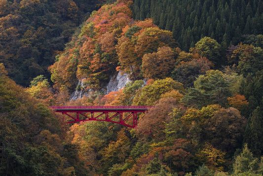 Red Bridge in Nagano Forest | Autumn Photography Print | Japan Scenery Poster