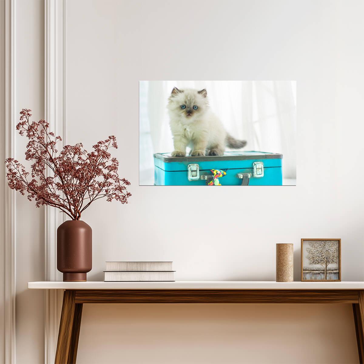 Baby Himalayan Cat on a Vintage Suitcase | Pet Photography | Cute Kitten Poster - Photography Poster