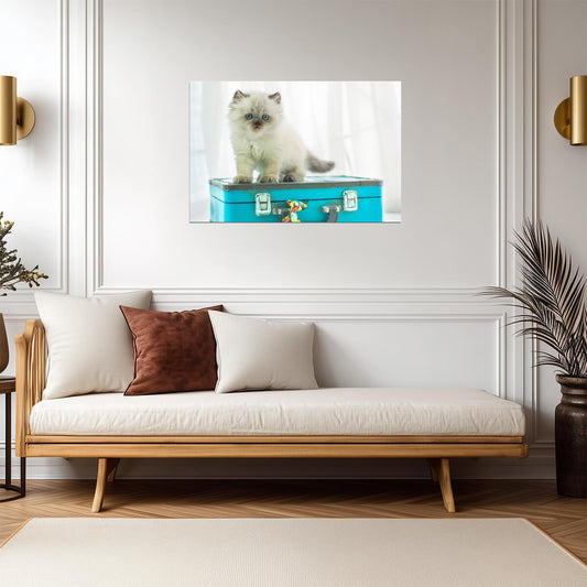 Baby Himalayan Cat on a Vintage Suitcase | Pet Photography | Cute Kitten Poster - Photography Poster