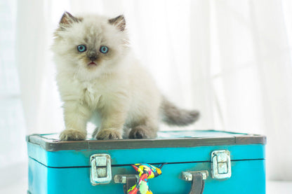 Baby Himalayan Cat on a Vintage Suitcase | Pet Photography | Cute Kitten Poster - Photography Poster