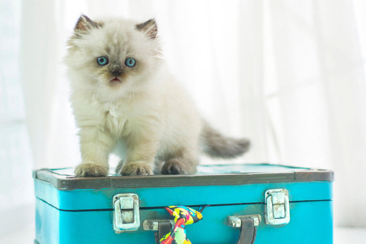 Baby Himalayan Cat on a Vintage Suitcase | Pet Photography | Cute Kitten Poster - Photography Poster