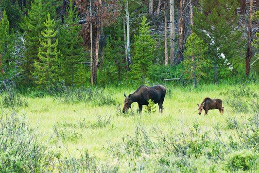 Cow Moose and Calf in Kawuneeche Valley | Rocky Mountains Photography Poster - Photography Poster