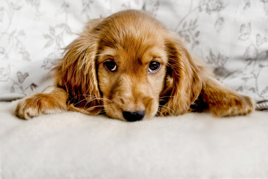 Cute Cocker Spaniel Puppy Lying Down | Pet Photography | Dog Poster - Photography Poster