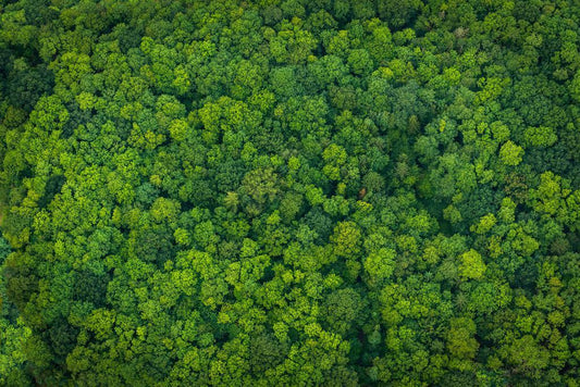 Lush Forest Aerial View Poster | Nature Photography | Green Canopy Wall Art