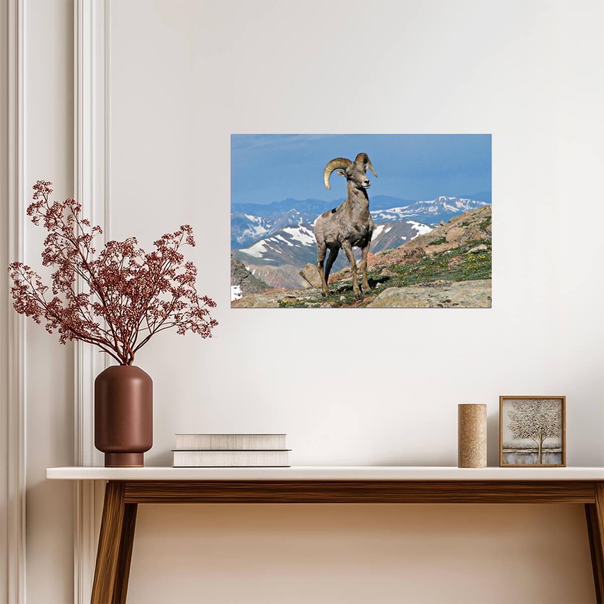 Big Horn Ram in Colorado | Rocky Mountains Wildlife Photography Poster - Photography Poster