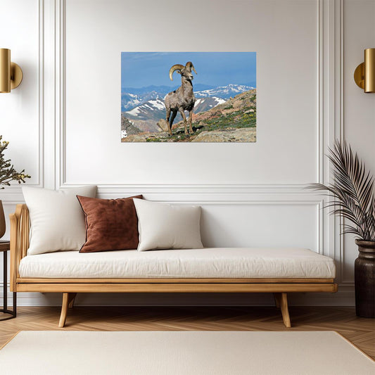 Big Horn Ram in Colorado | Rocky Mountains Wildlife Photography Poster - Photography Poster