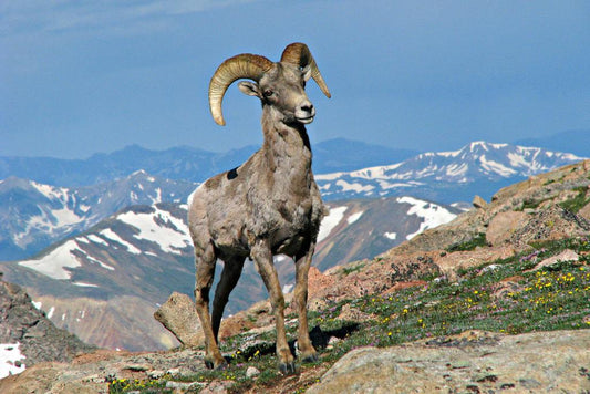Big Horn Ram in Colorado | Rocky Mountains Wildlife Photography Poster - Photography Poster