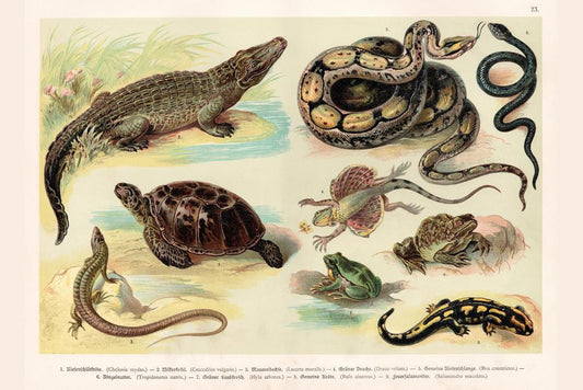 Reptiles Lithograph 1888 | Vintage Scientific Illustration | Antique Biology Chart Poster - Graphic & Art Poster