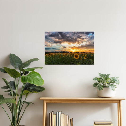 Tuscany Sunflower Field Poster | Italy Landscape Photography | Sunset Wall Art