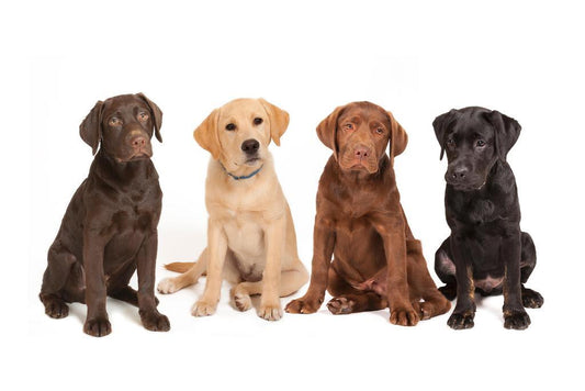 Four Different Colored Labrador Puppies | Cute Dog Photography | Pet Portrait Poster - Photography Poster