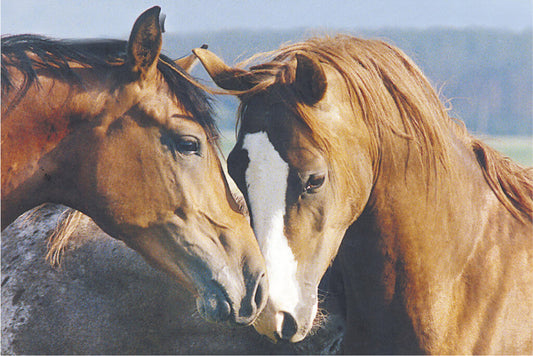A Tender Moment Between Two Horses | Heartwarming Photography Print | Equestrian Wall Art Poster - Photography Poster