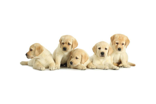 Five Cute Labrador Retriever Puppies | Dog Photography Poster | Pet Wall Art - Photography Poster