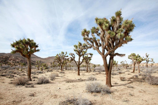 Joshua Tree National Park Poster | California Desert Photography | Landscape Wall Art