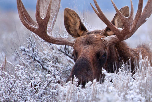 Bull Moose Hiding in Sagebrush | Wildlife Photography Print | Nature Wall Art Poster - Photography Poster