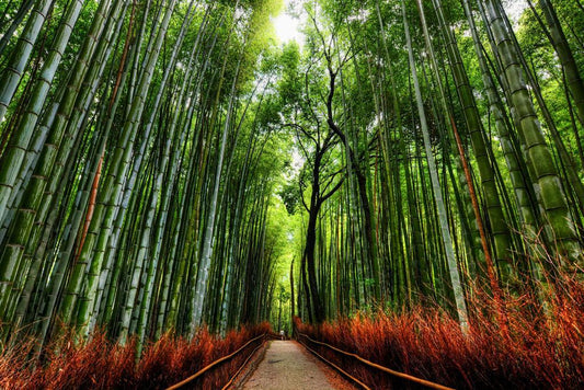 Arashiyama Bamboo Grove Path | Nature Photography Print | Kyoto Japan Travel Poster
