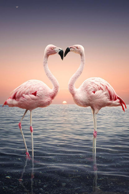 Two Pink Flamingos Face to Face | Tropical Bird Photography | Wildlife Wall Art Poster - Photography Poster