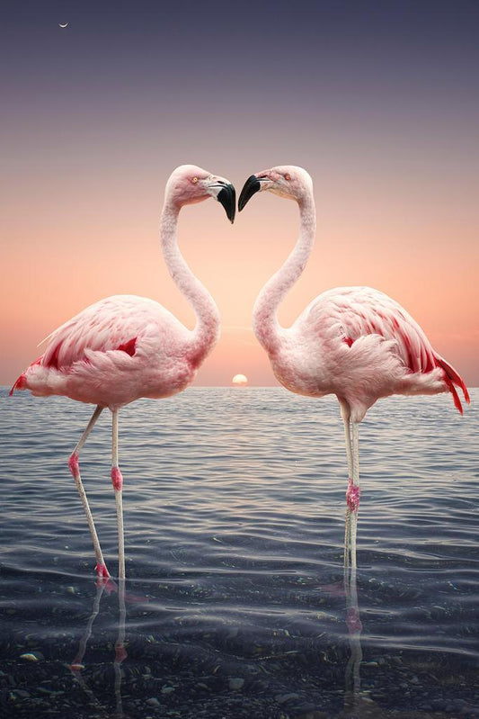 Two Pink Flamingos Face to Face | Tropical Bird Photography | Wildlife Wall Art Poster - Photography Poster