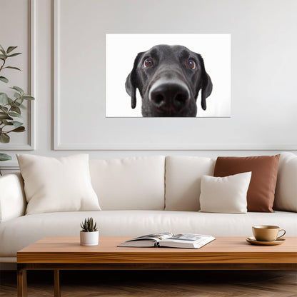 Curious Black Labrador Retriever Close Up | Black and White Dog Photography | Pet Poster - Photography Poster