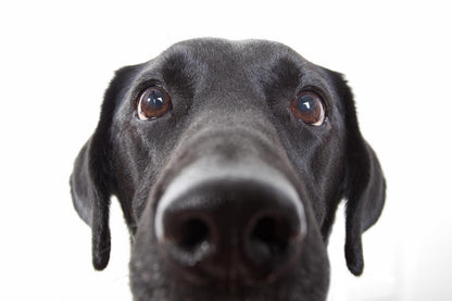 Curious Black Labrador Retriever Close Up | Black and White Dog Photography | Pet Poster - Photography Poster