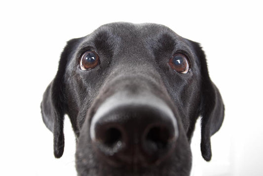 Curious Black Labrador Retriever Close Up | Black and White Dog Photography | Pet Poster - Photography Poster