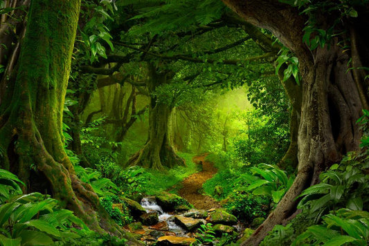 Tropical Jungle Footpath Poster | Rainforest Photography | Nature Trail Wall Art