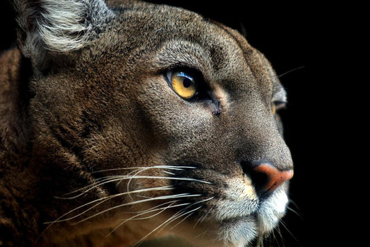 Cougar Headshot Portrait | Wildlife Photography Print | Animal Wall Art Poster - Photography Poster
