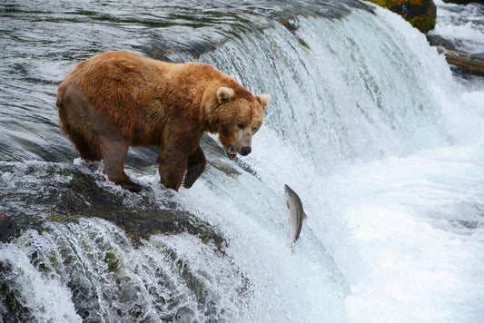 Brown Bear Hunting for Salmon | Alaska Wildlife Photography | Nature Poster - Photography Poster