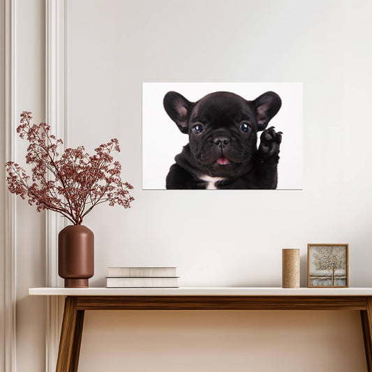 Black French Bulldog Waving Hello | Cute Puppy Photography | Pet Wall Art Poster - Photography Poster